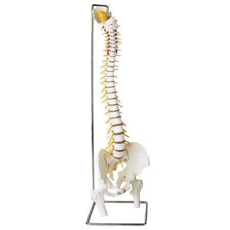 DENOYER-GEPPERT Anatomical Model, Prem Flex Spine w/Hern Dsc w/Femur Heads 7 Stand SP65